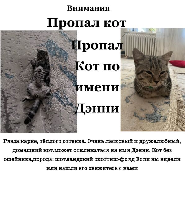 Пропал кот дэнни