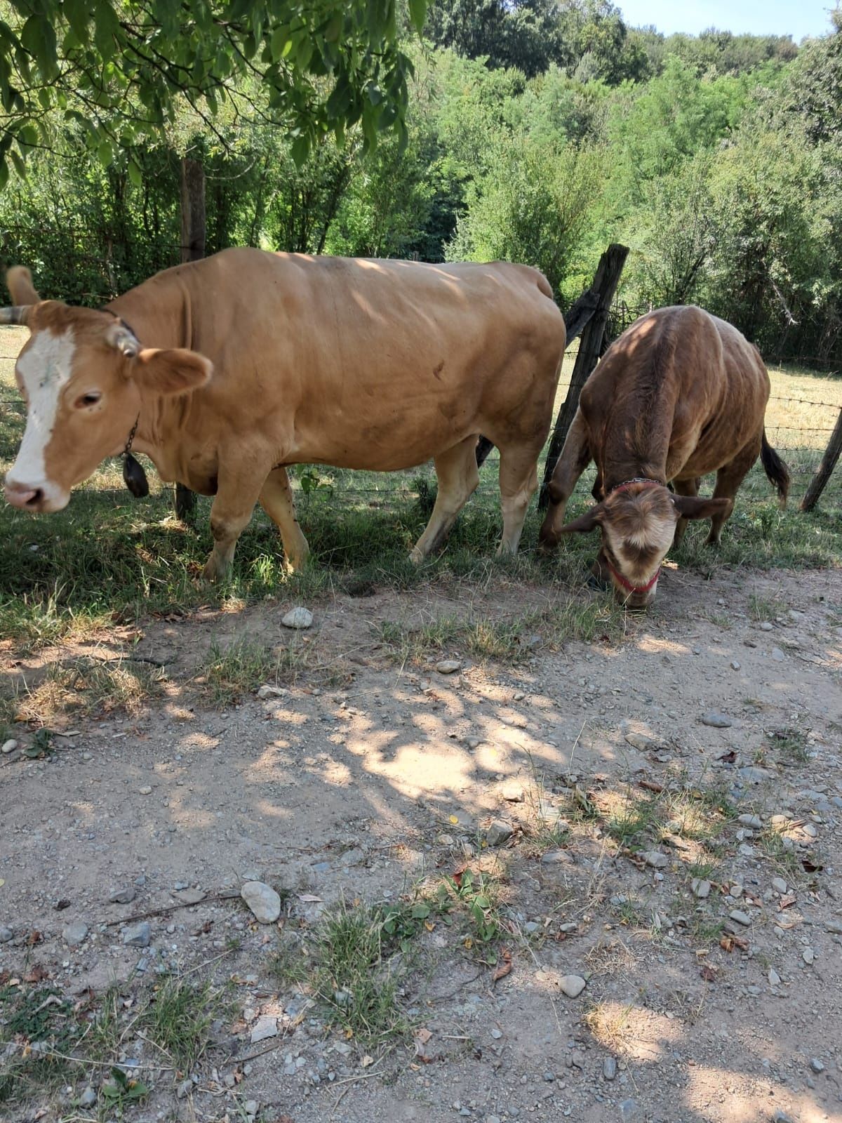 Vacă și vițel de vânzare