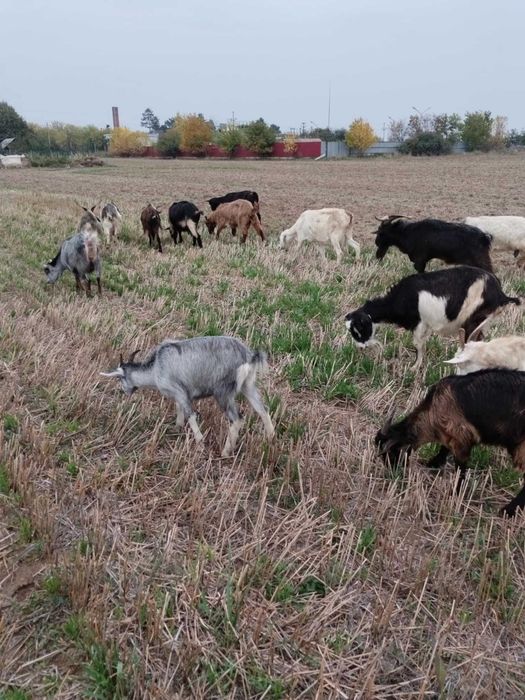 Vând capre bune de lapte