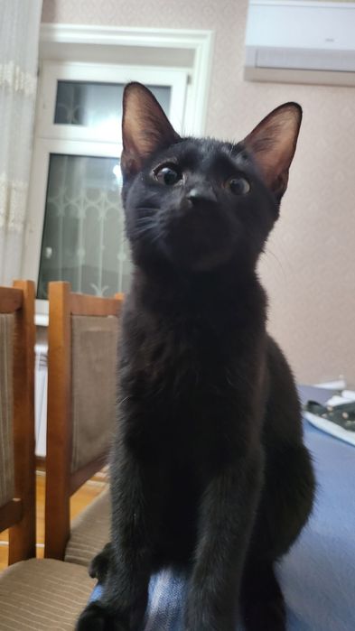 Пристраивается малыш Лакки, в любящую семью