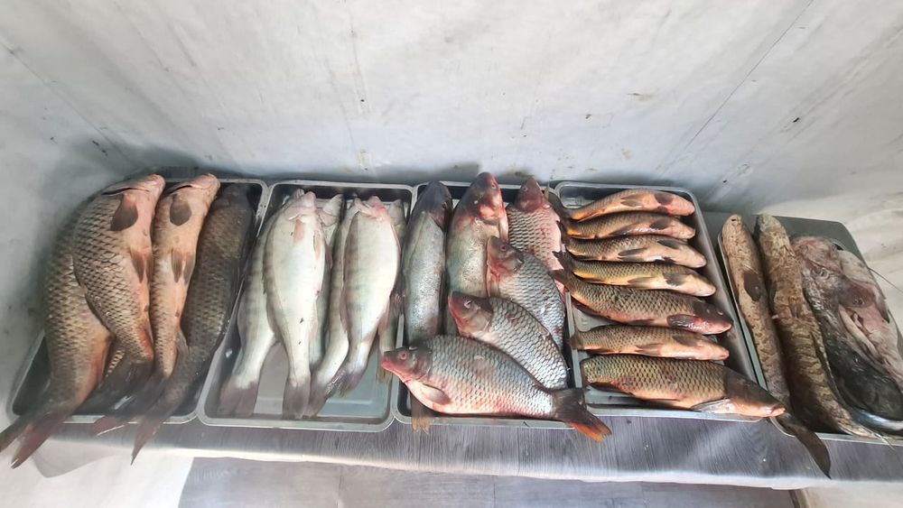 СВЕЖАЯ рыба в большом ассортименте!