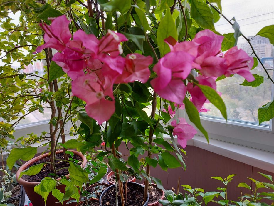 Циперусы  Хлорофитумы ,  бугенвиллия  и др.