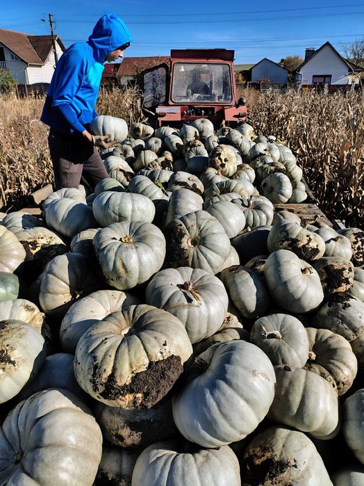 Dovleac de copt sau placinte