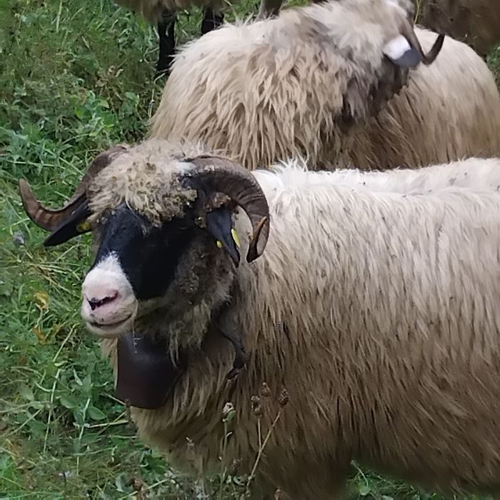 2 Oi disponibile  pe ales