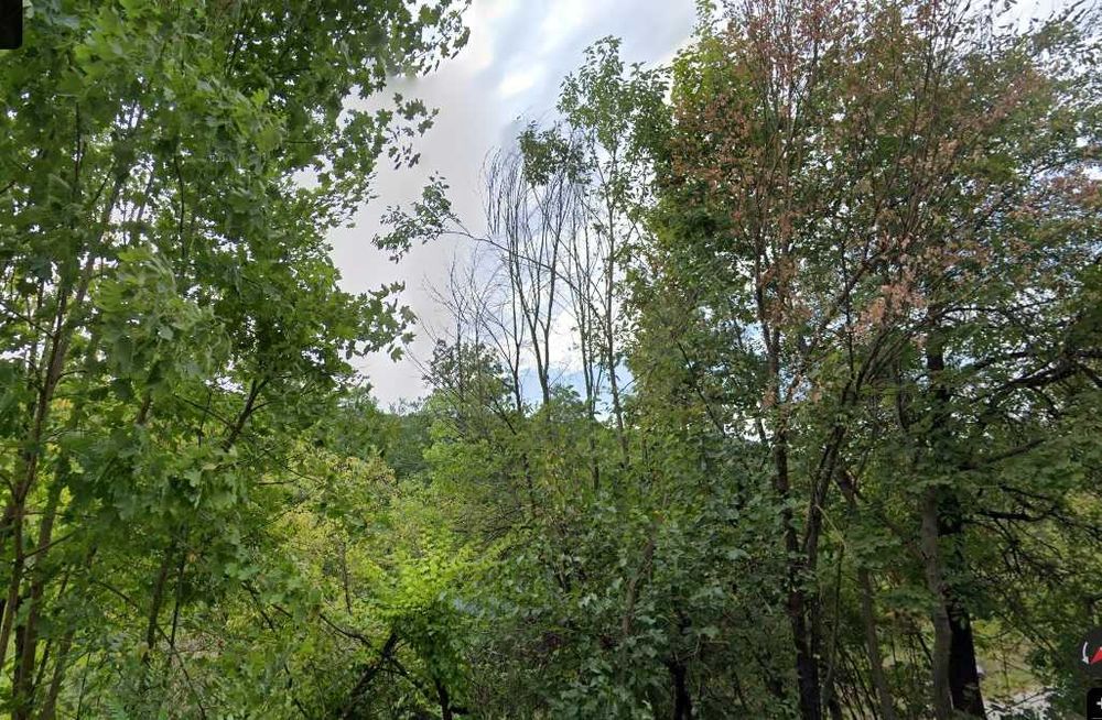 продавам обширна гора