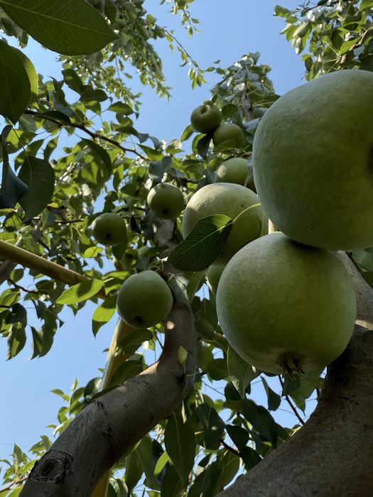 Pomi fructiferi pe rod