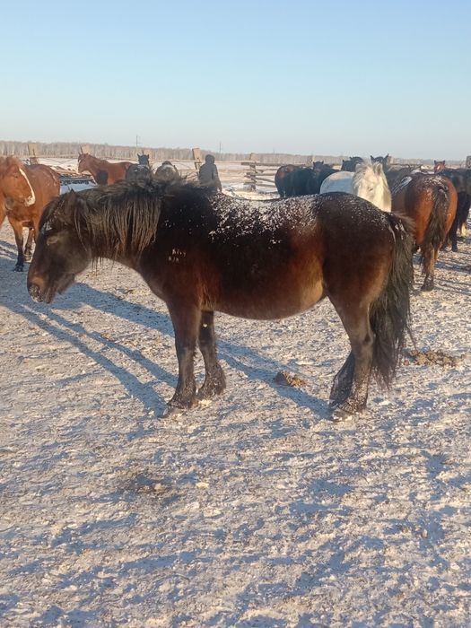 Продам жеребую кабылу возраст 12 лет