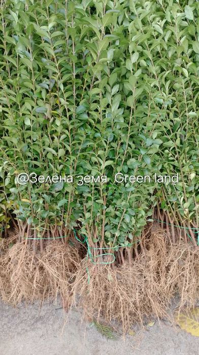 0.70 лв. Лигуструм на гол корен