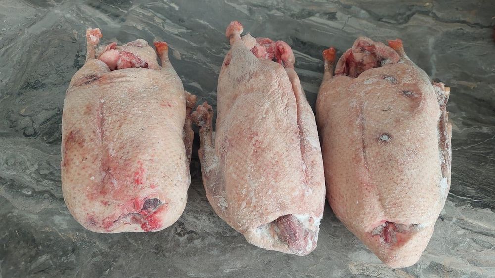 Продам диких гусей