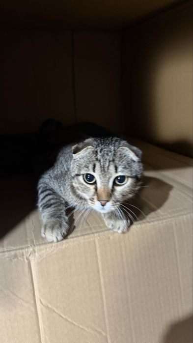 Котенок в хорошие руки