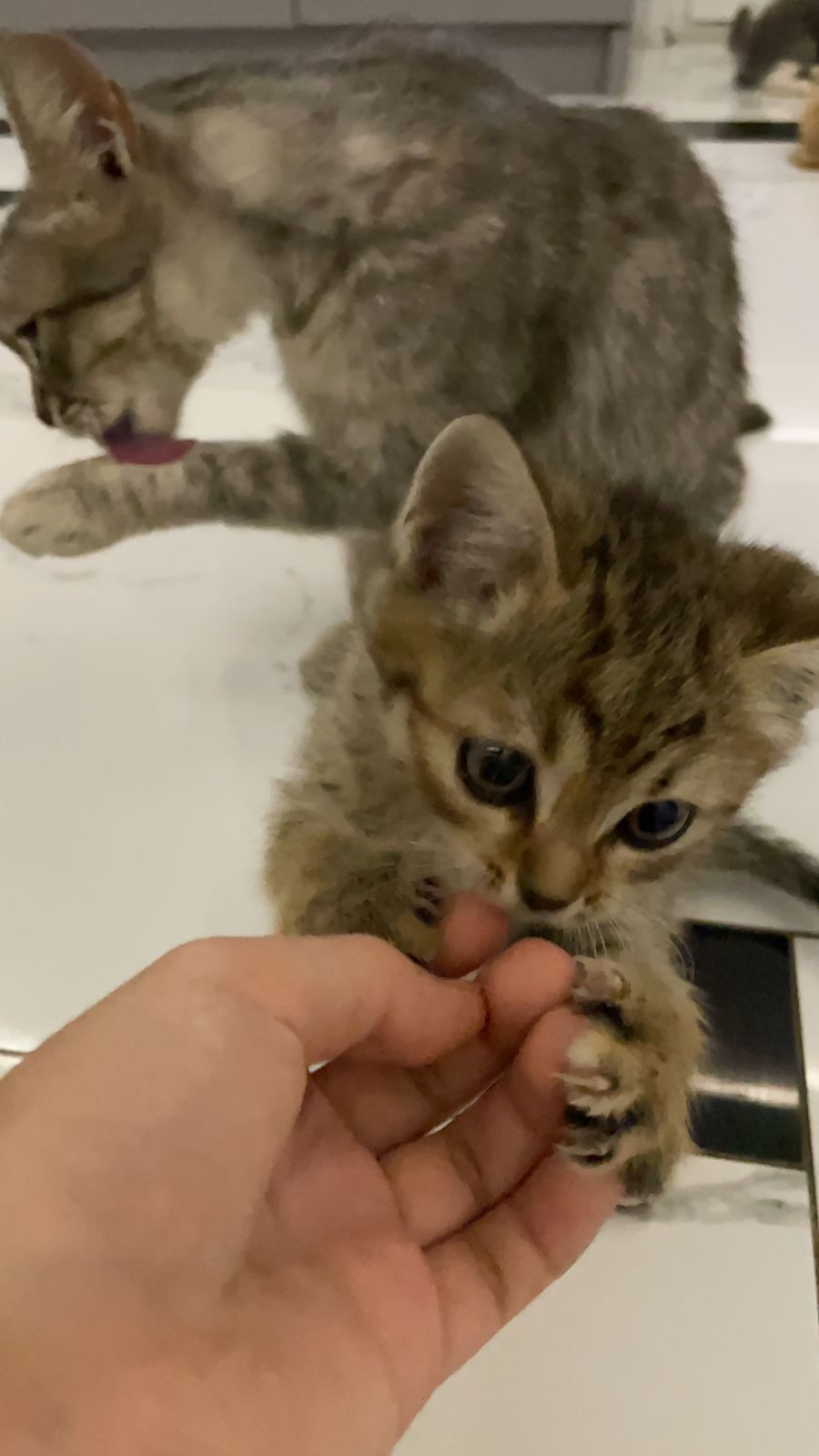 Продам шотландских котят