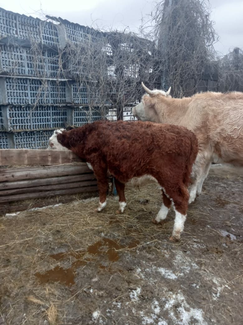 корова, бычок 1.5 мес и телка 2 года