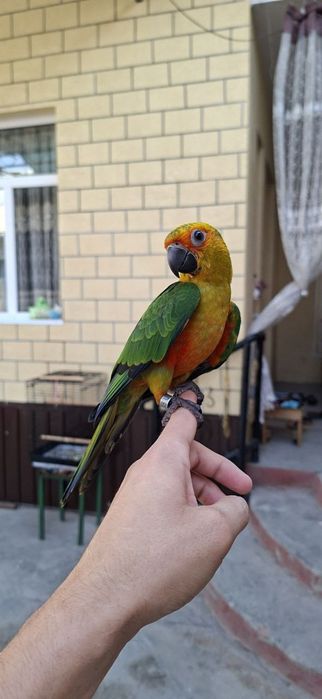 Aratinga ruchnoy 4 oyli don yidi polni