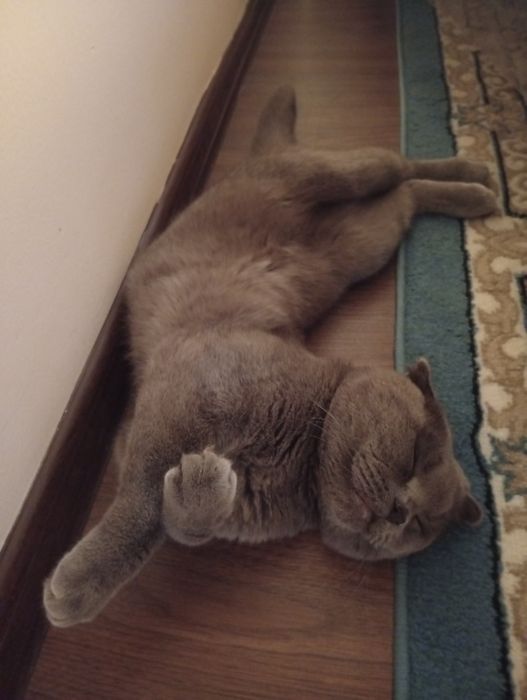 Vyazkaga Zotlik Mushuk (Scotish fold) qochirishga