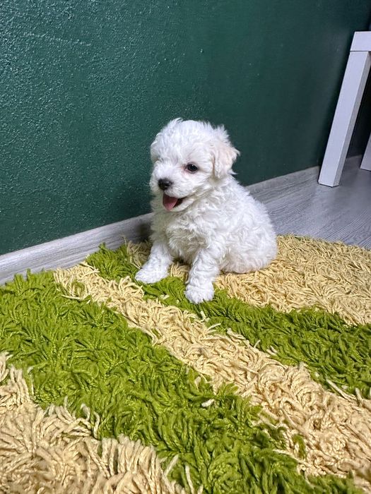 vând pui bichon mini toy