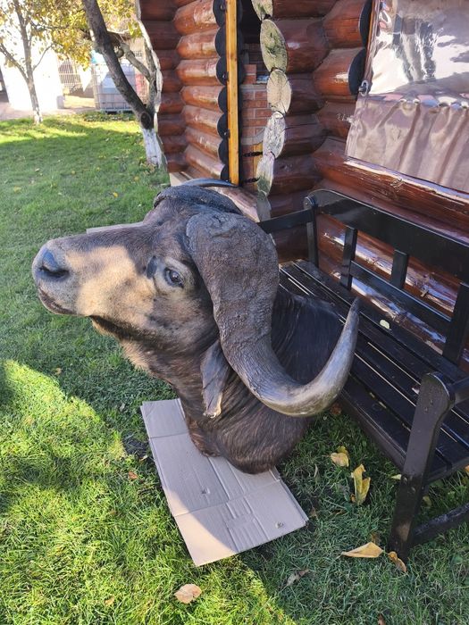 Bust naturalizat Bivol koopf