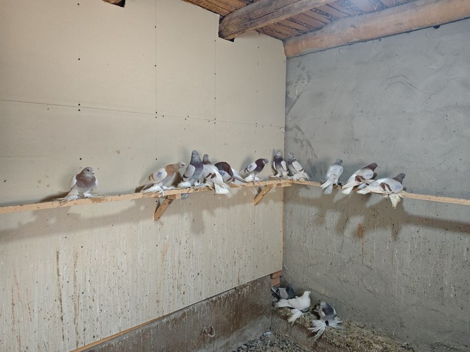 Kaptar kabutar golubi gulubey kaptarlar kaptarla