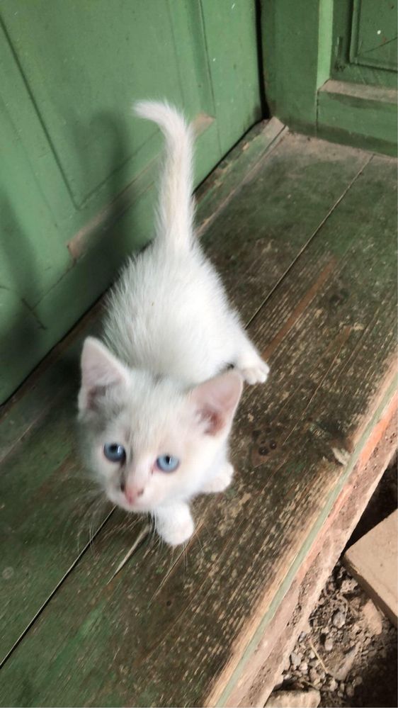 Pisoi spre adoptie