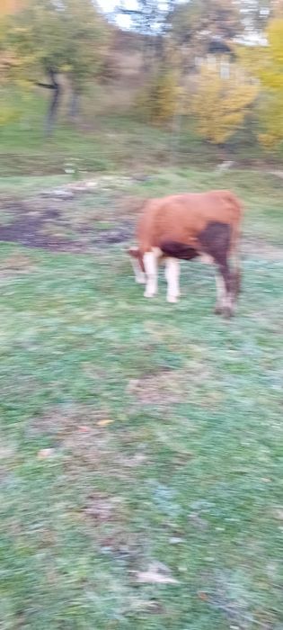 Vând juninca fatata