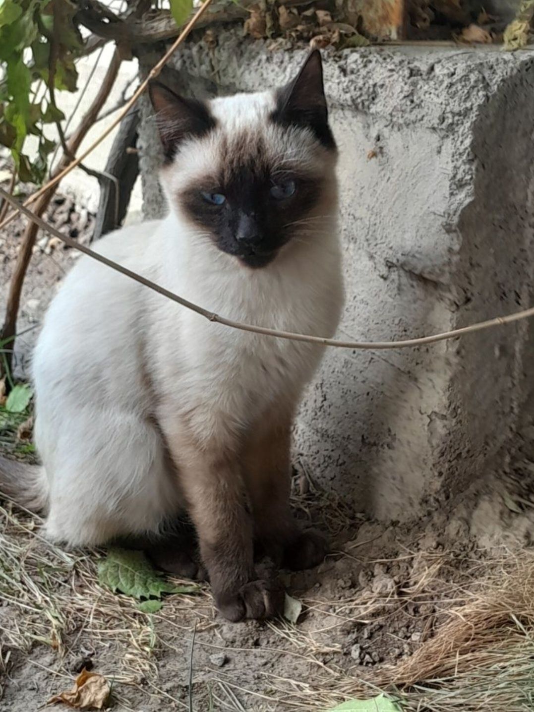Siamiskiy Mushuk