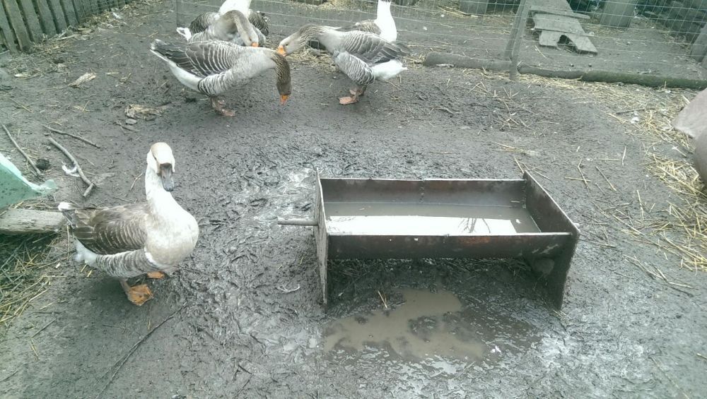 Vand oua gasca, gascani, rate, gaini si OUA !