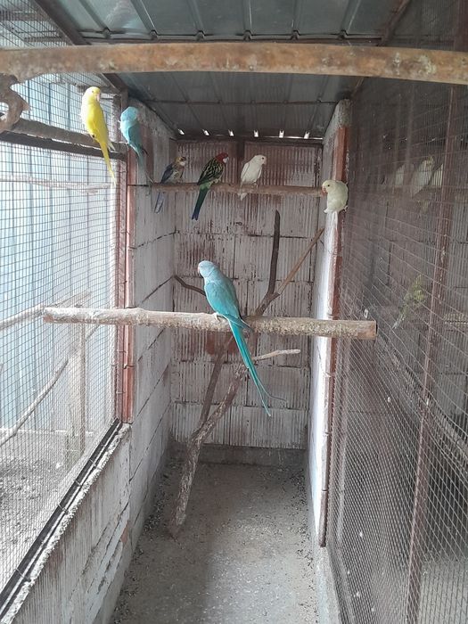 Micul Alexandru  de anul trecut si anul acesta