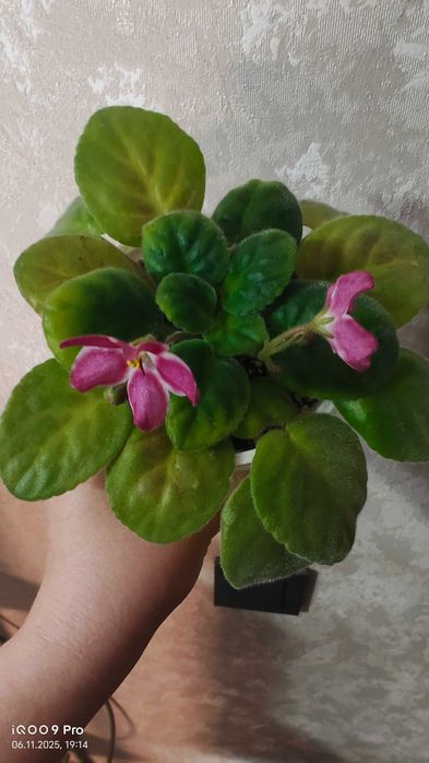 Фиалка сорт "Брусничный сироп" стартер