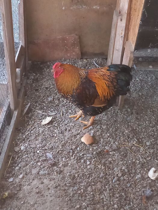 Cocos wyandotte 2025