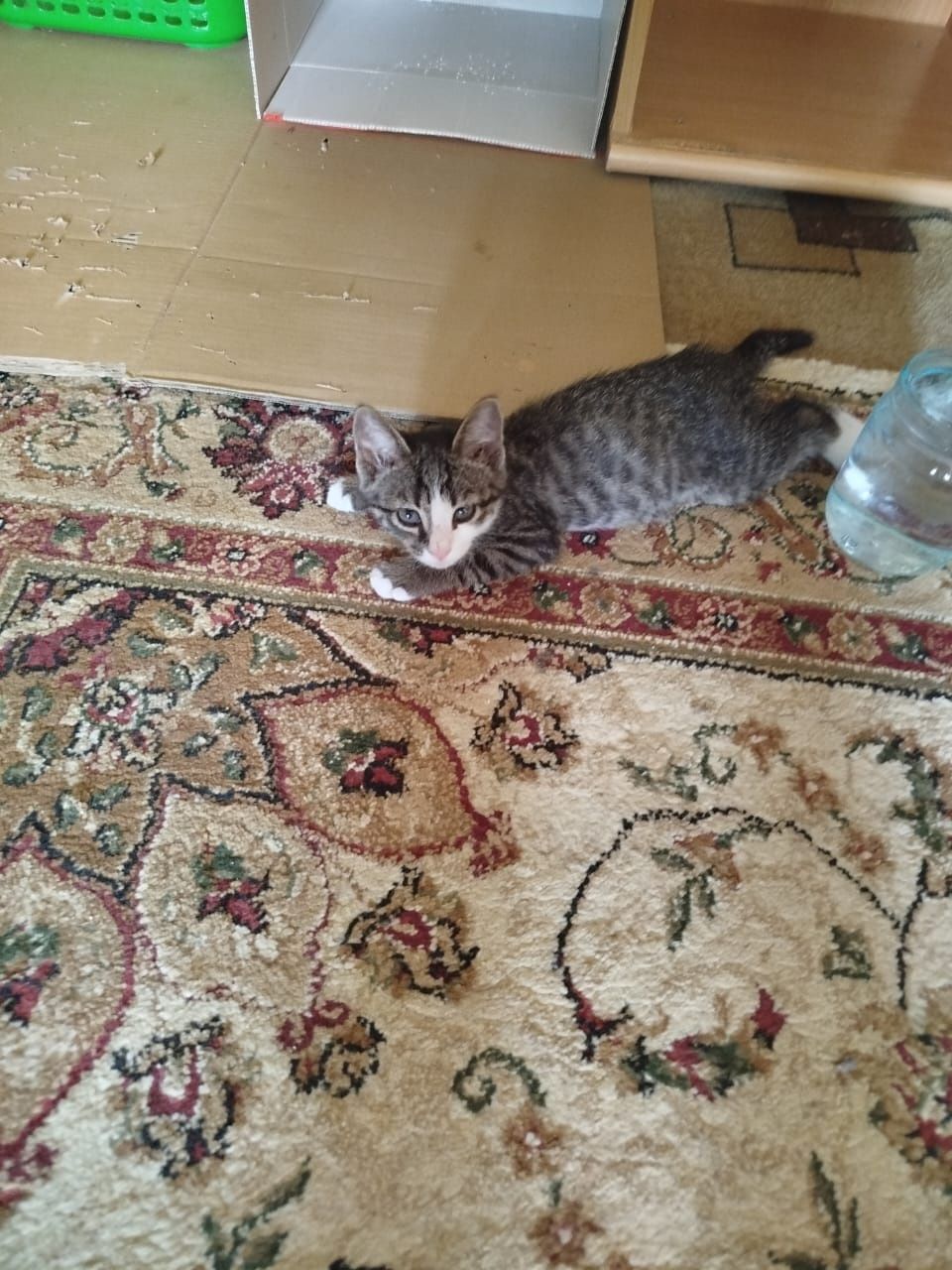 Отдадим котенка в добрые руки