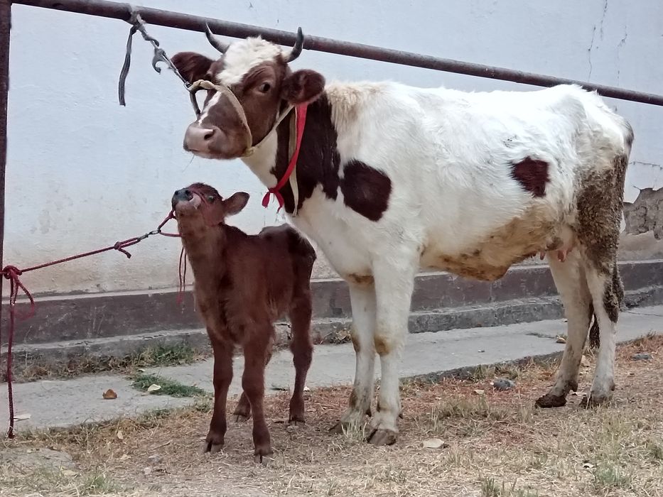 Smental ona bola sigir sotiladi