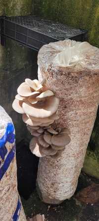 Compost si miceliu pleurotus si champignon