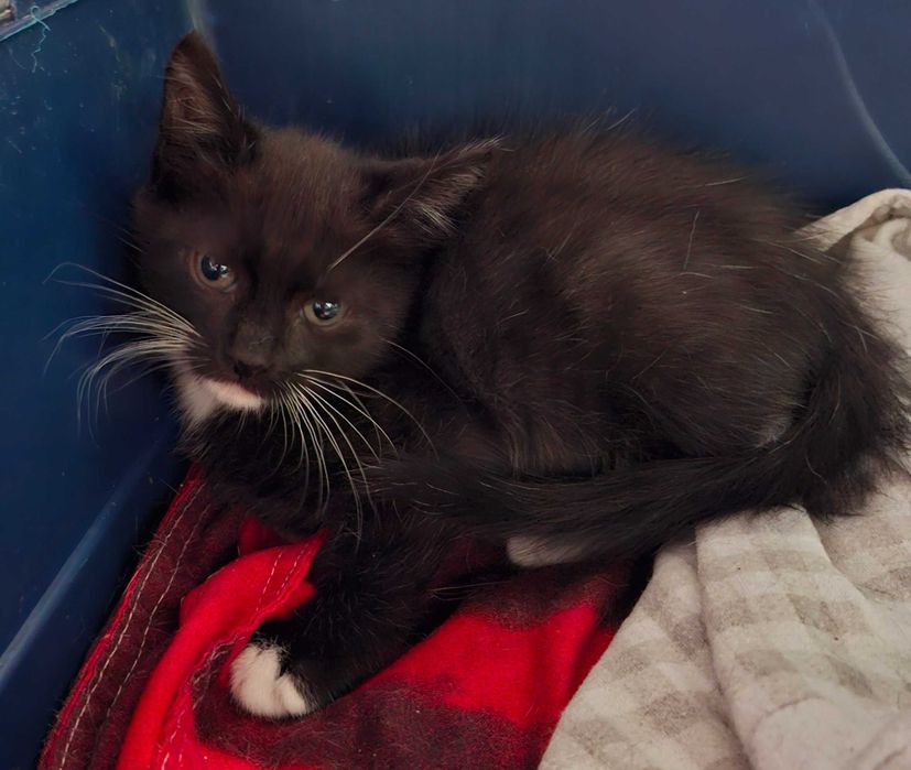 Adoptie pui de pisica negru Fernando