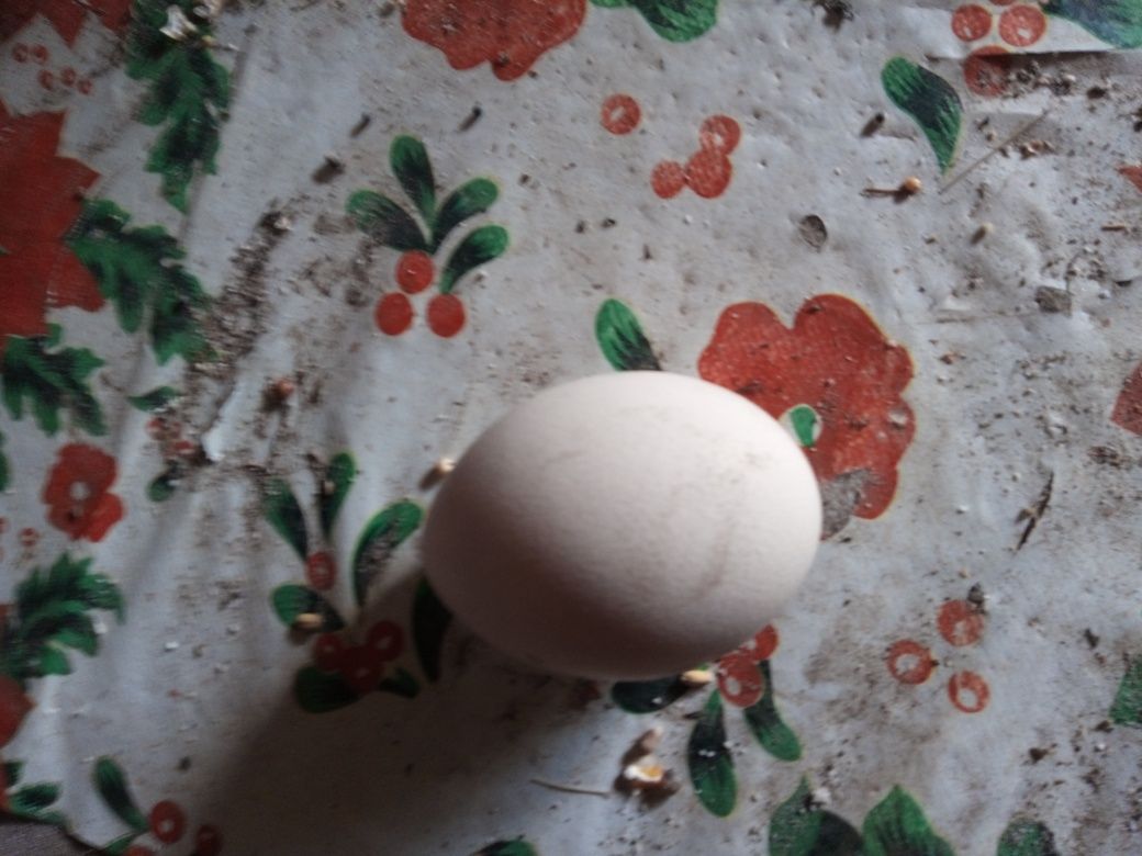 De vinzare ouă de păun
