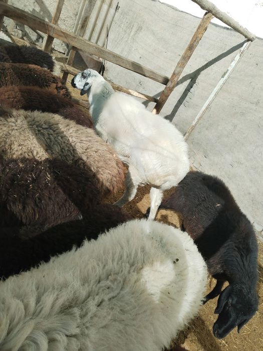 Лвлалалвдвлаалвлвлвлввь