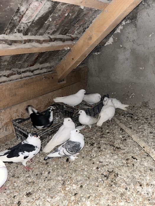 Porumbei diferite rase