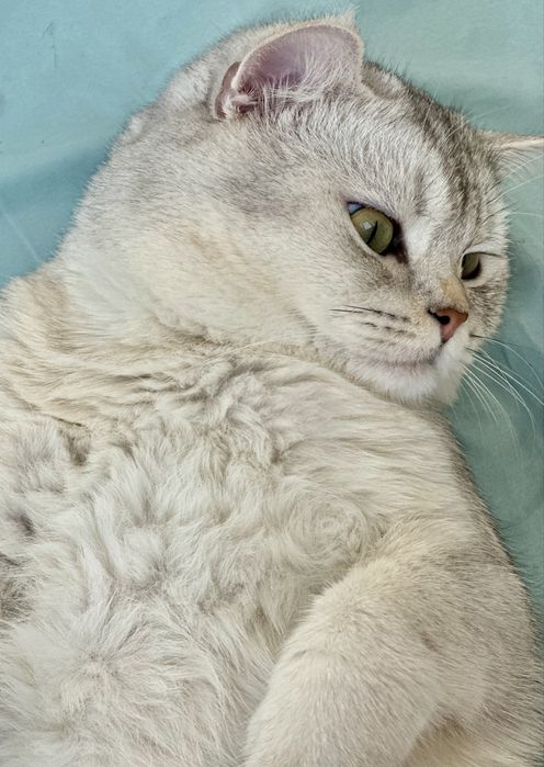 Baron qiz mushuklarni uchrashuvga taklif etadi  vyazka