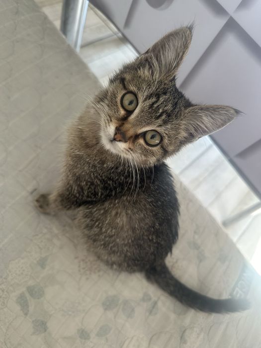 Отдам котенка мальчишку в добрые руки