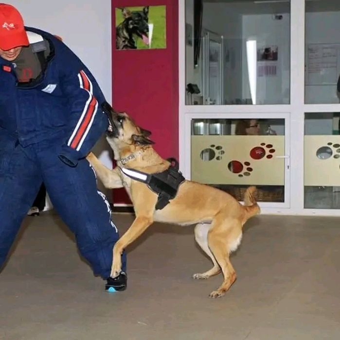 Dresaj cainii la domiciliu