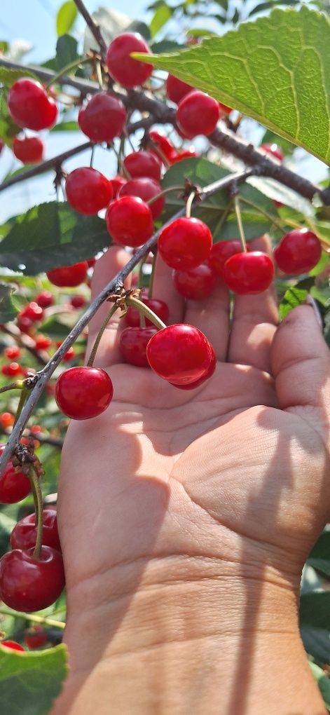 Продам черешню. Только самосбор