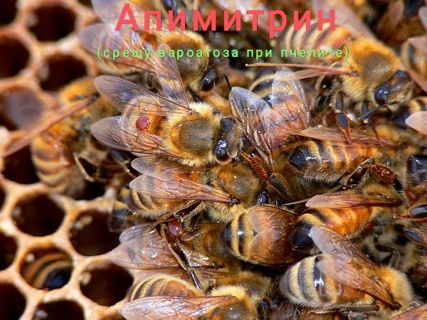 Апимитрин (срещу вароатоза при пчелите)