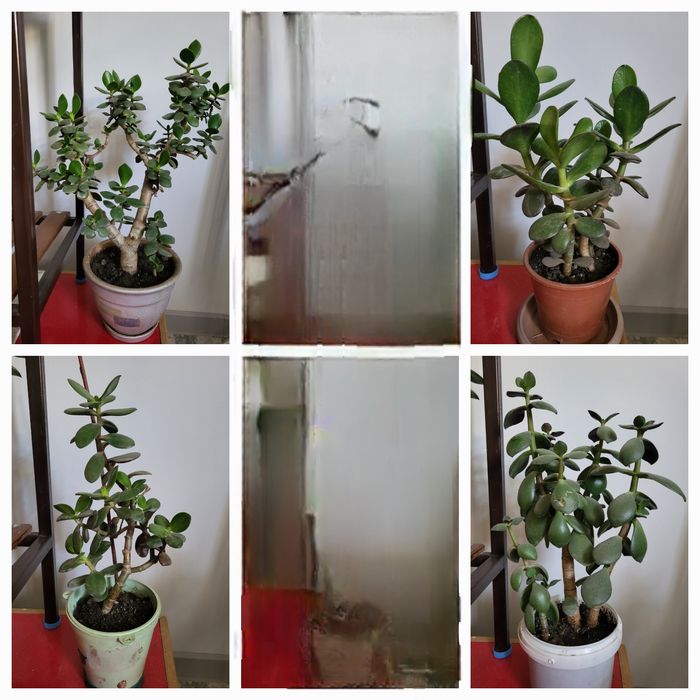 денежное дерево- толстянка., цены разные  1000 т и выше.