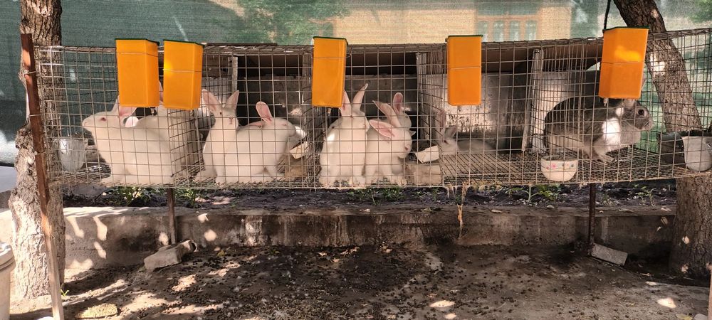 Куйон кафас сотилади