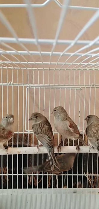 Канарейка певчая.