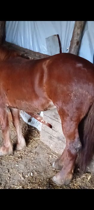 Vând mânză de doi ani fără defecte din Sânger județul Mureș preț