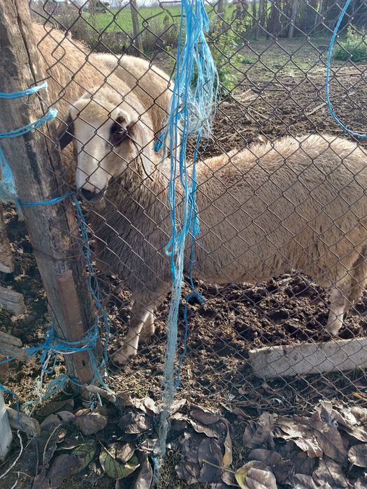 Продавам агне на 5 месеца