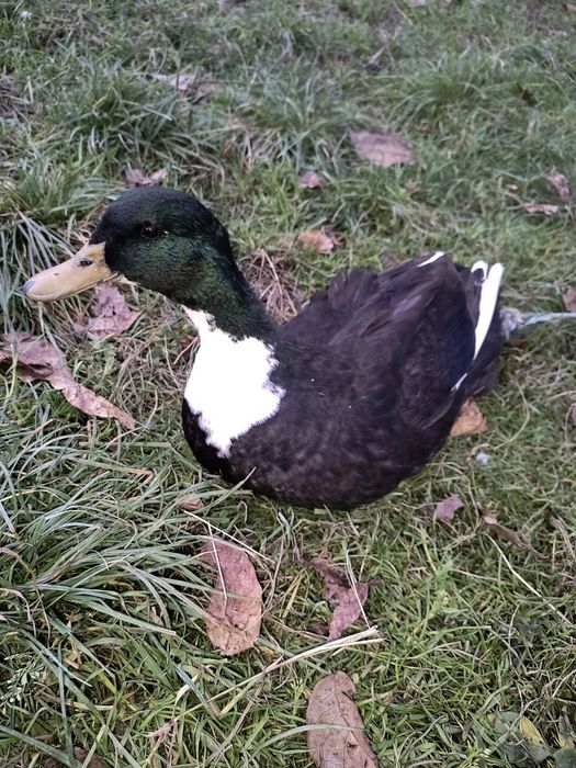 Vând rățoi și rata tinere