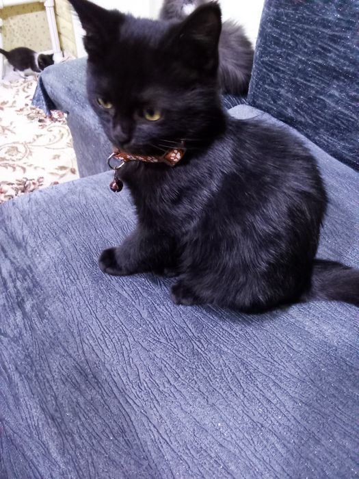 Отдам даром котенка