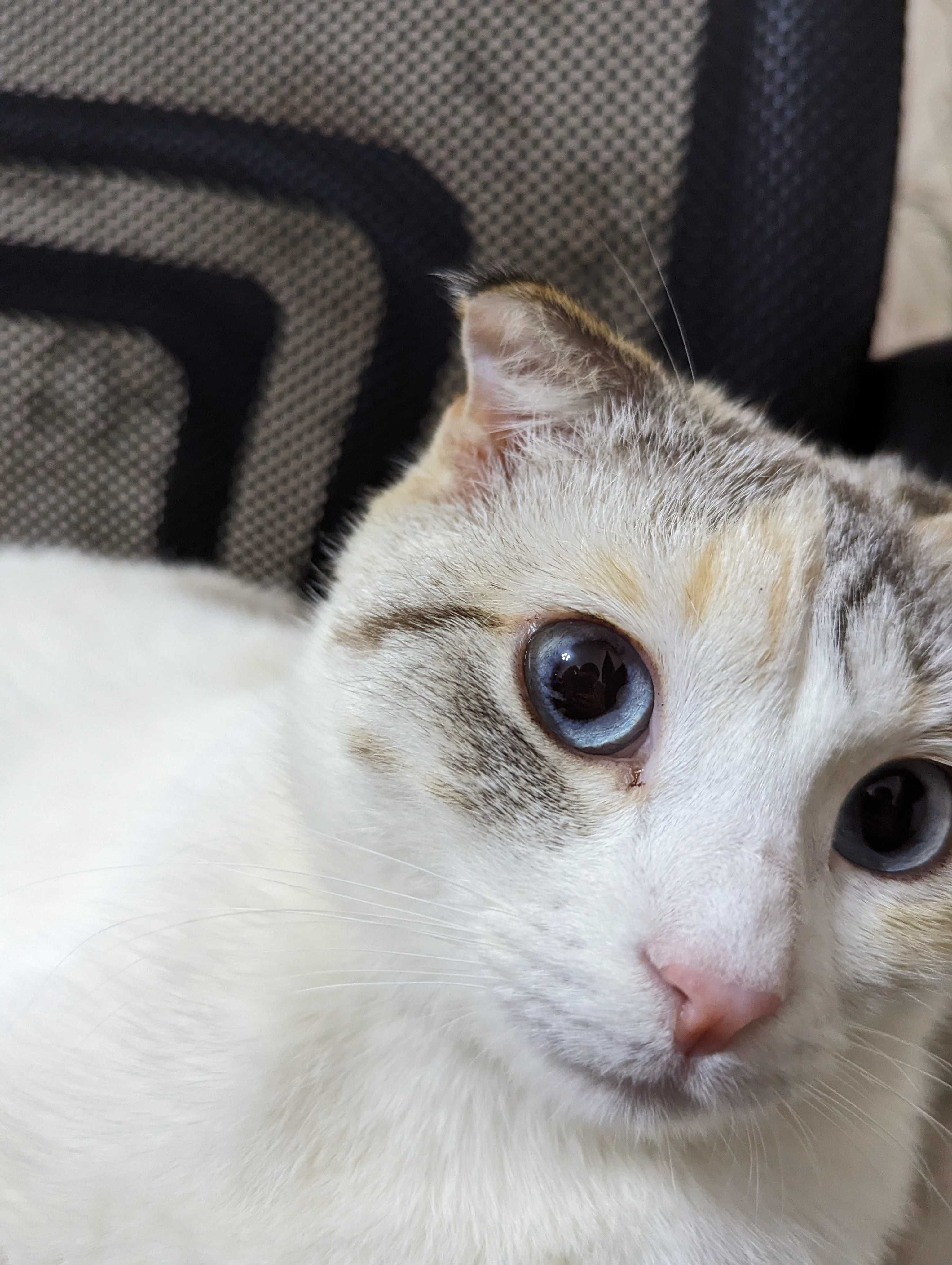 Потерялась кошечка