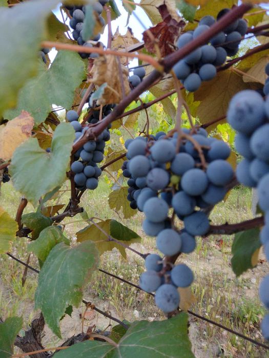 Must căpșunica, struguri Bio