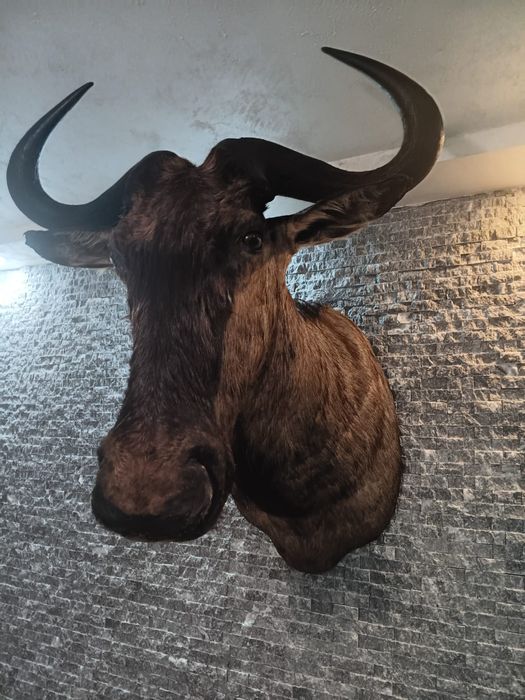 Антилопа Гну  трофеи